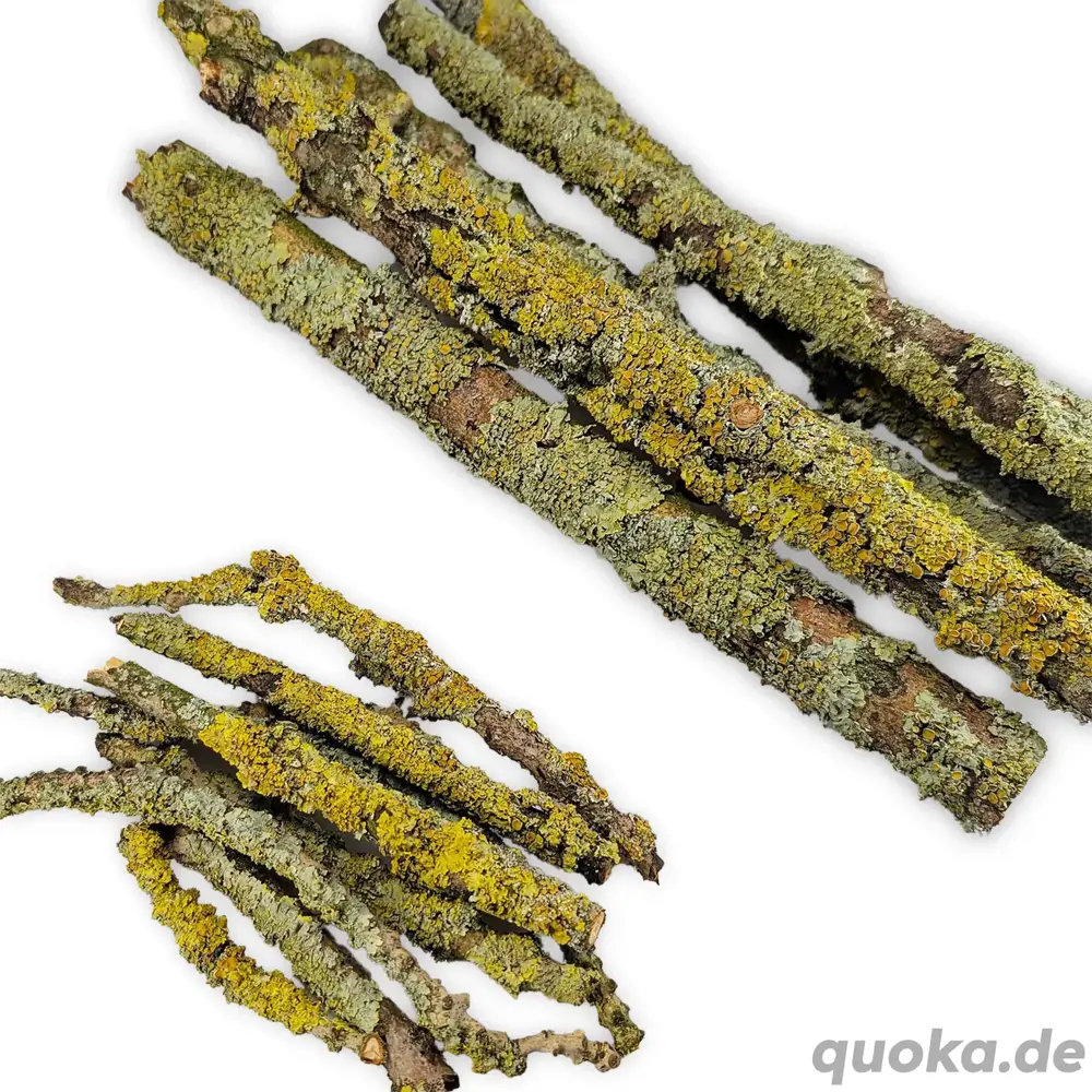 Flechten   Lichen Äste für Asseln, Tausendfüßer, Gespenstschreck