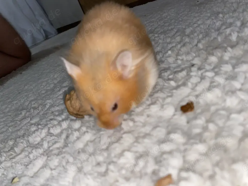 Teddy Hamster handzahm 