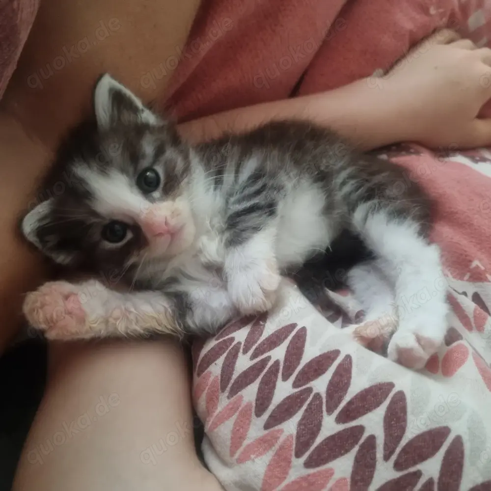 Main Coon Kitten Mix