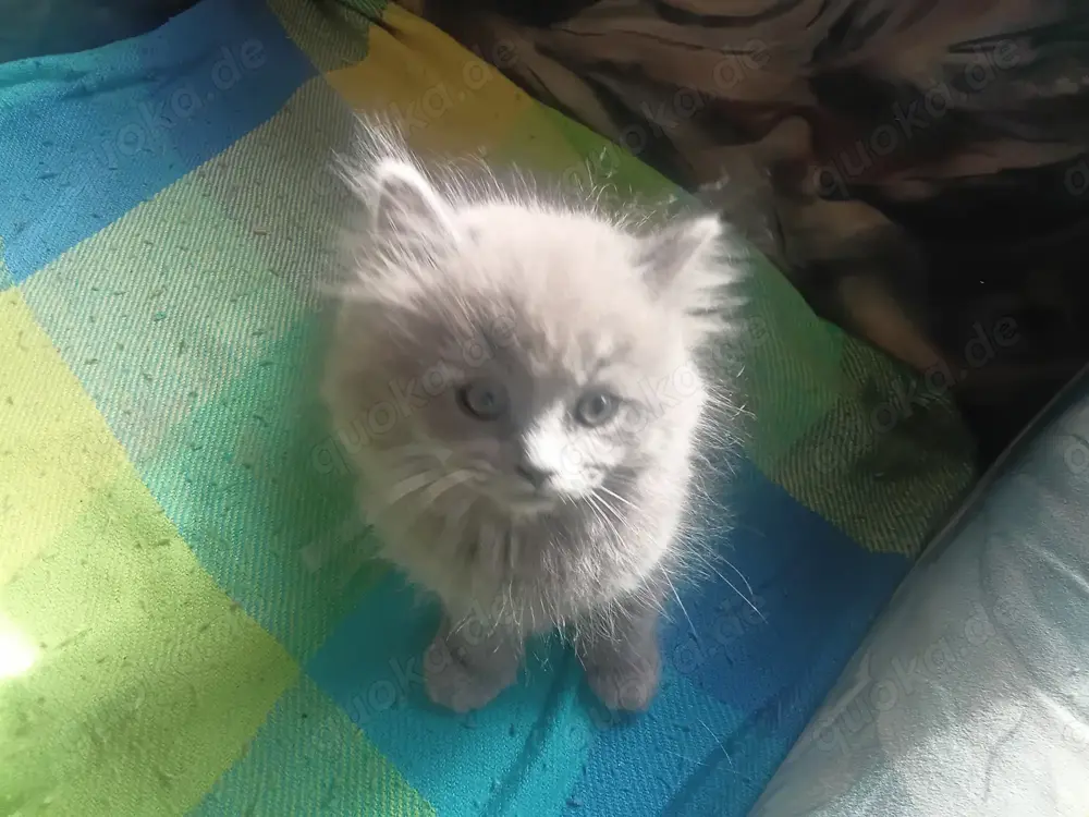 Ragdoll britisch Langhaar