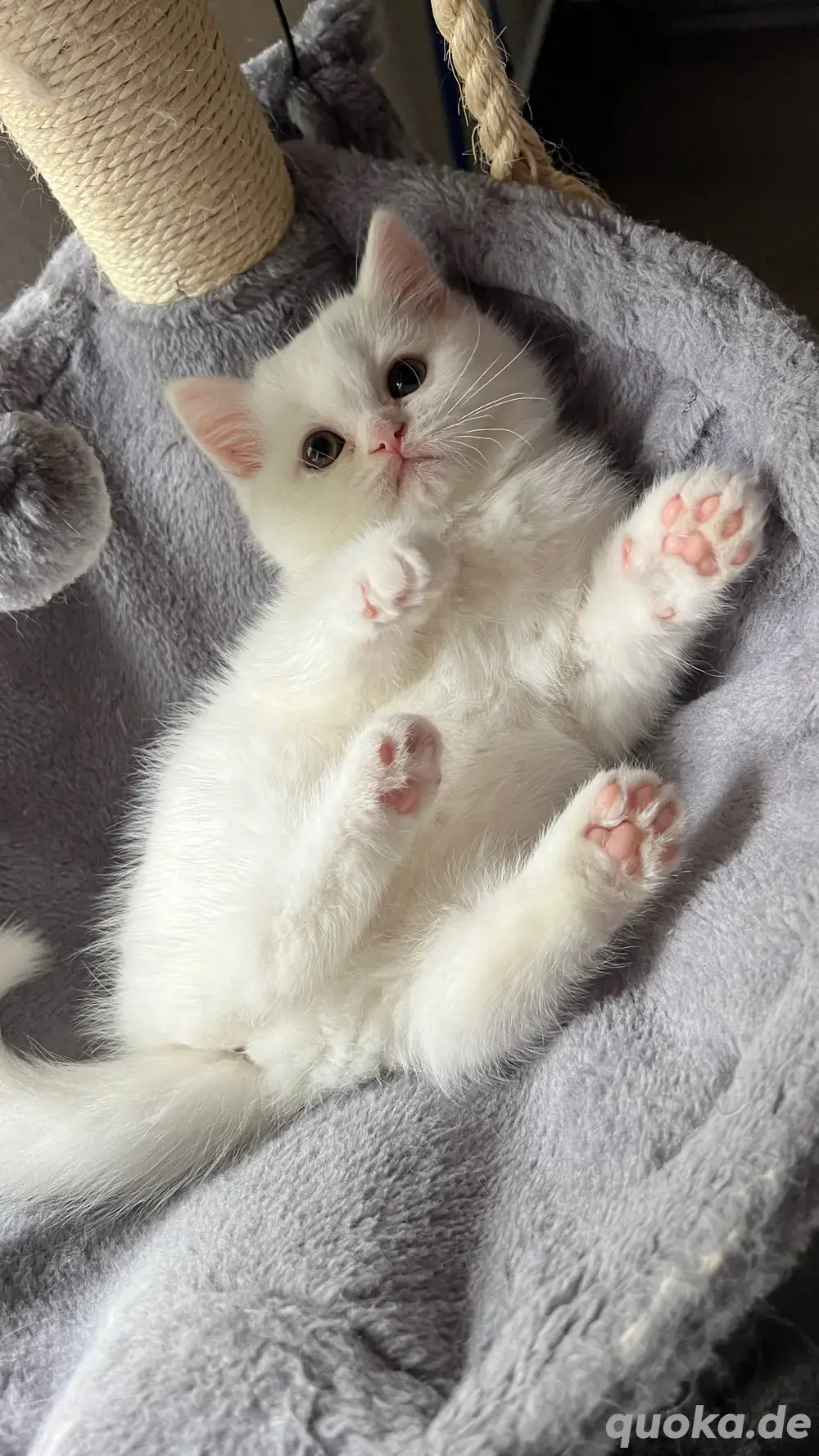 Katzenbabys Kitten Katzenbabys Kitten