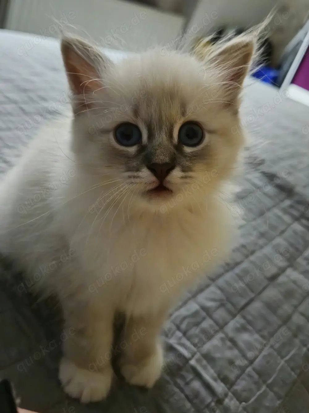 Heilige birma kitten kater Heilige birma kitten kater