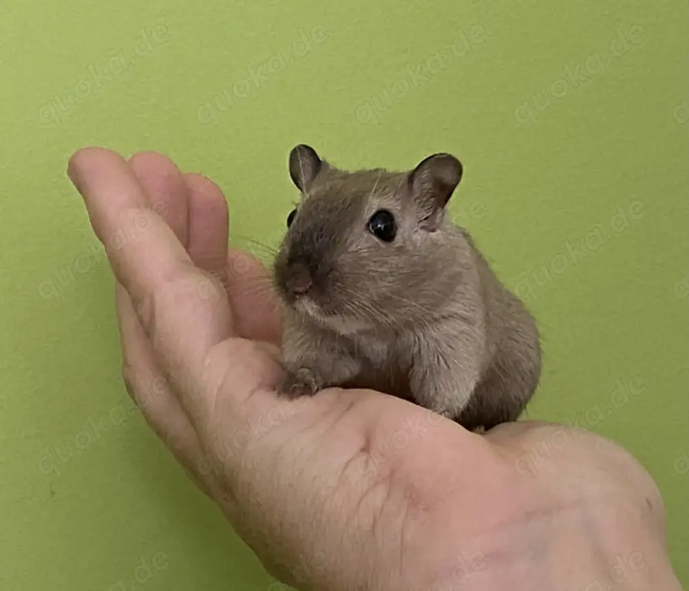 Rennmäuse in Murnau M W Wüstenrennmaus Gerbil