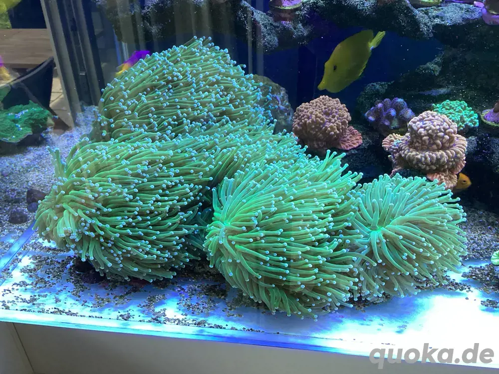 Euphyllia glabrescens Torch Korallen Meerwasser