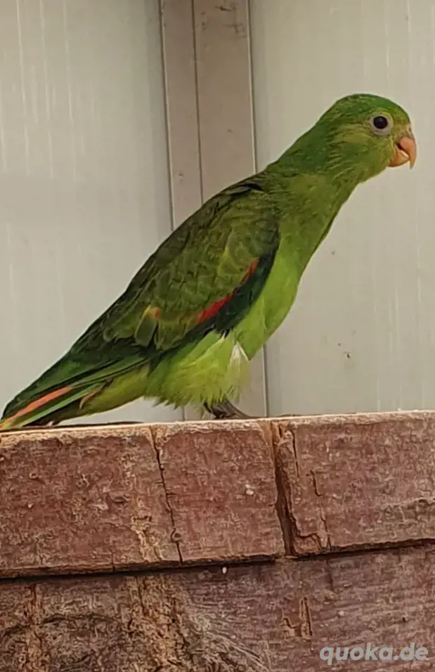 Rotflügelsittiche 2025er