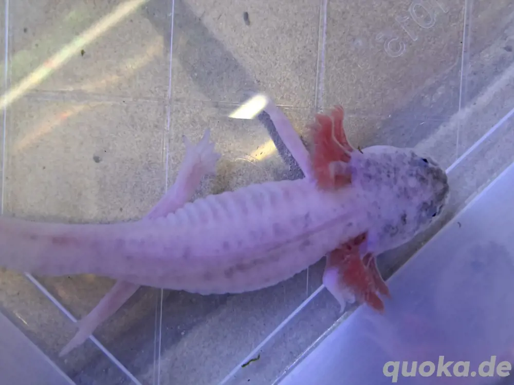 Harlekin Axolotl 
