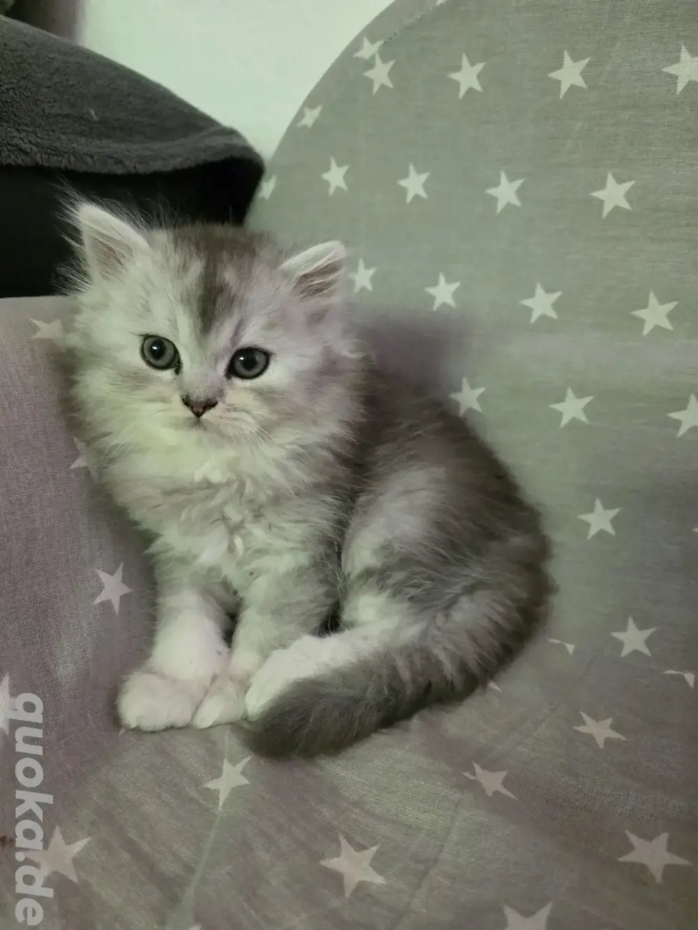Entzückende Katzenbabys - männlich Entzückende Katzenbabys - männlich