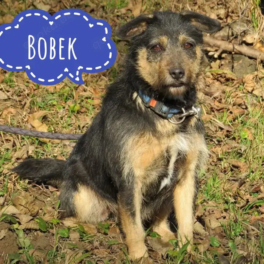 Bobek, süßer Rauhhaardackel Terrier Mischling