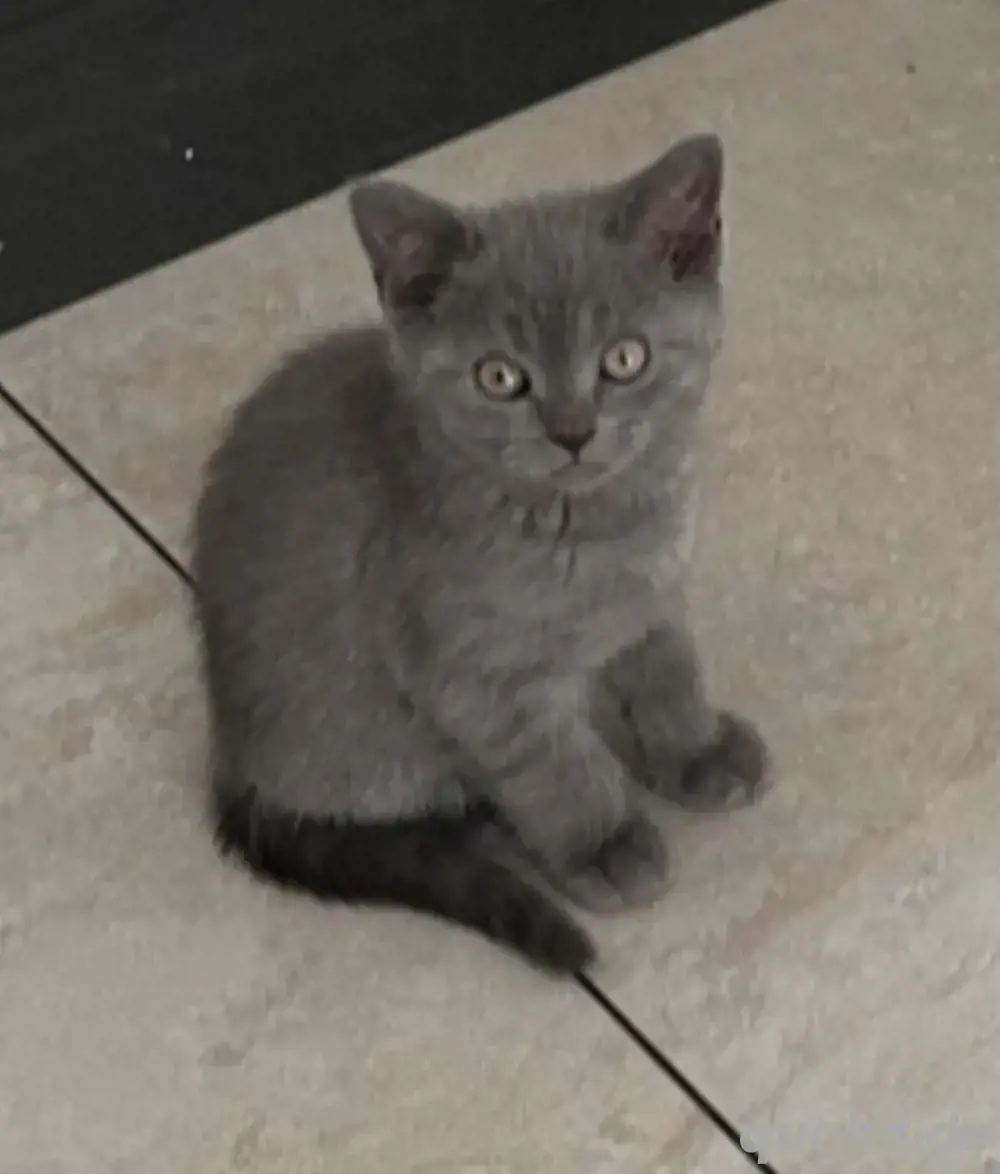 katzen babys katzen babys