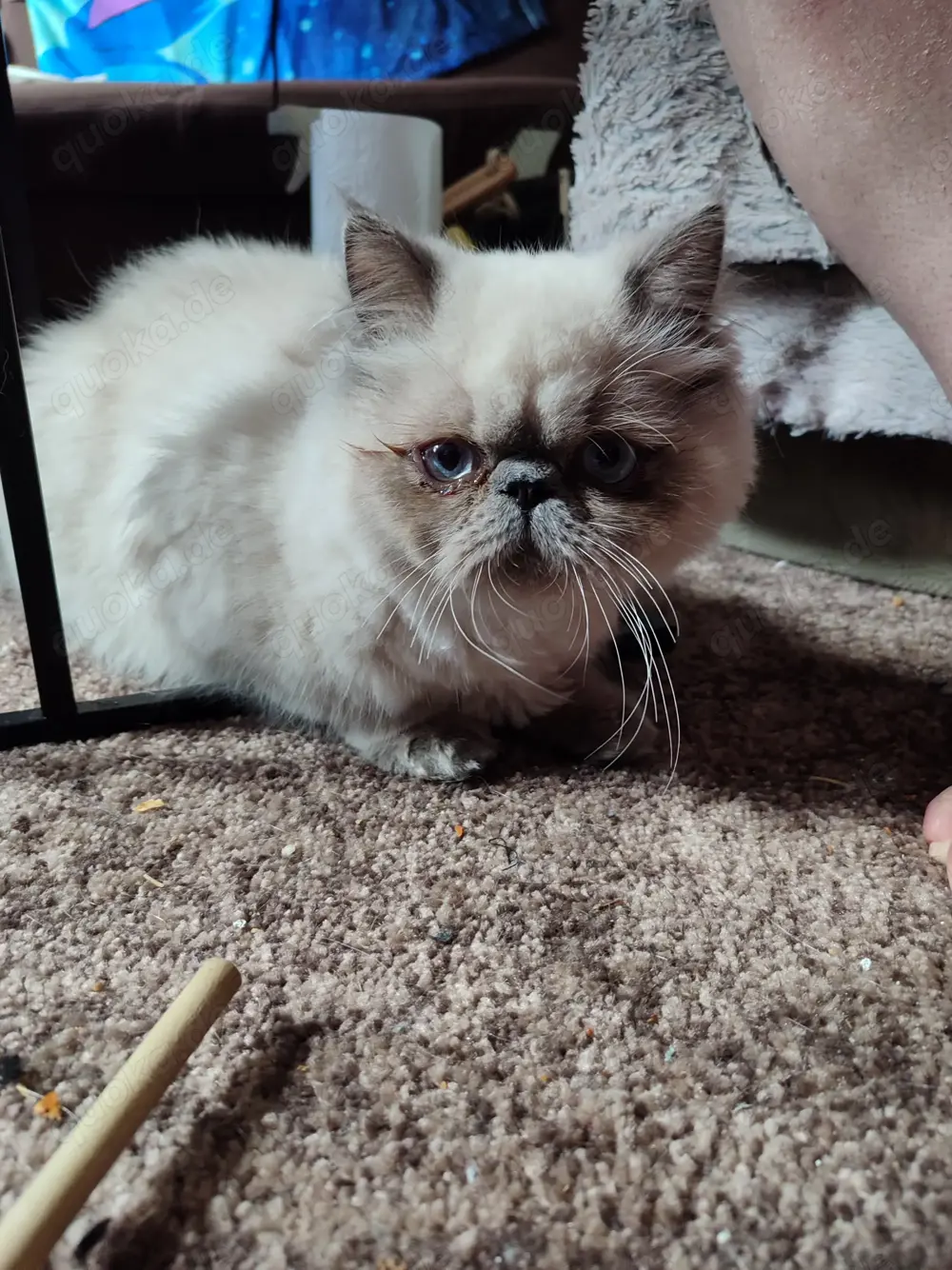 Olaf sucht neues zu Hause Olaf sucht neues zu Hause