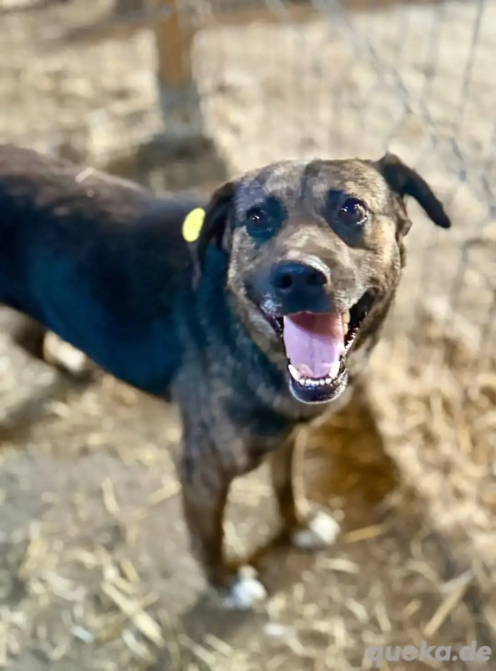 Möchtest du Vin Diesel kennlernen?