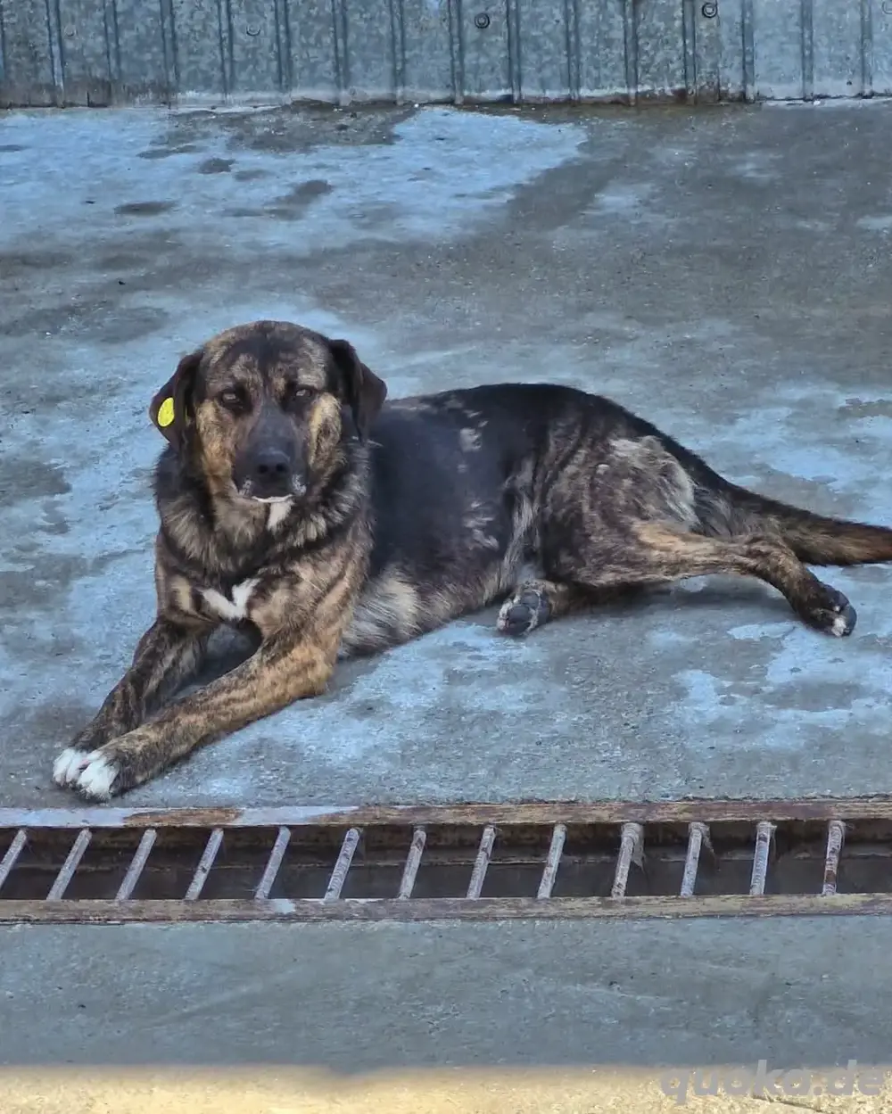 Hier ist Vin Diesel, der Hund   