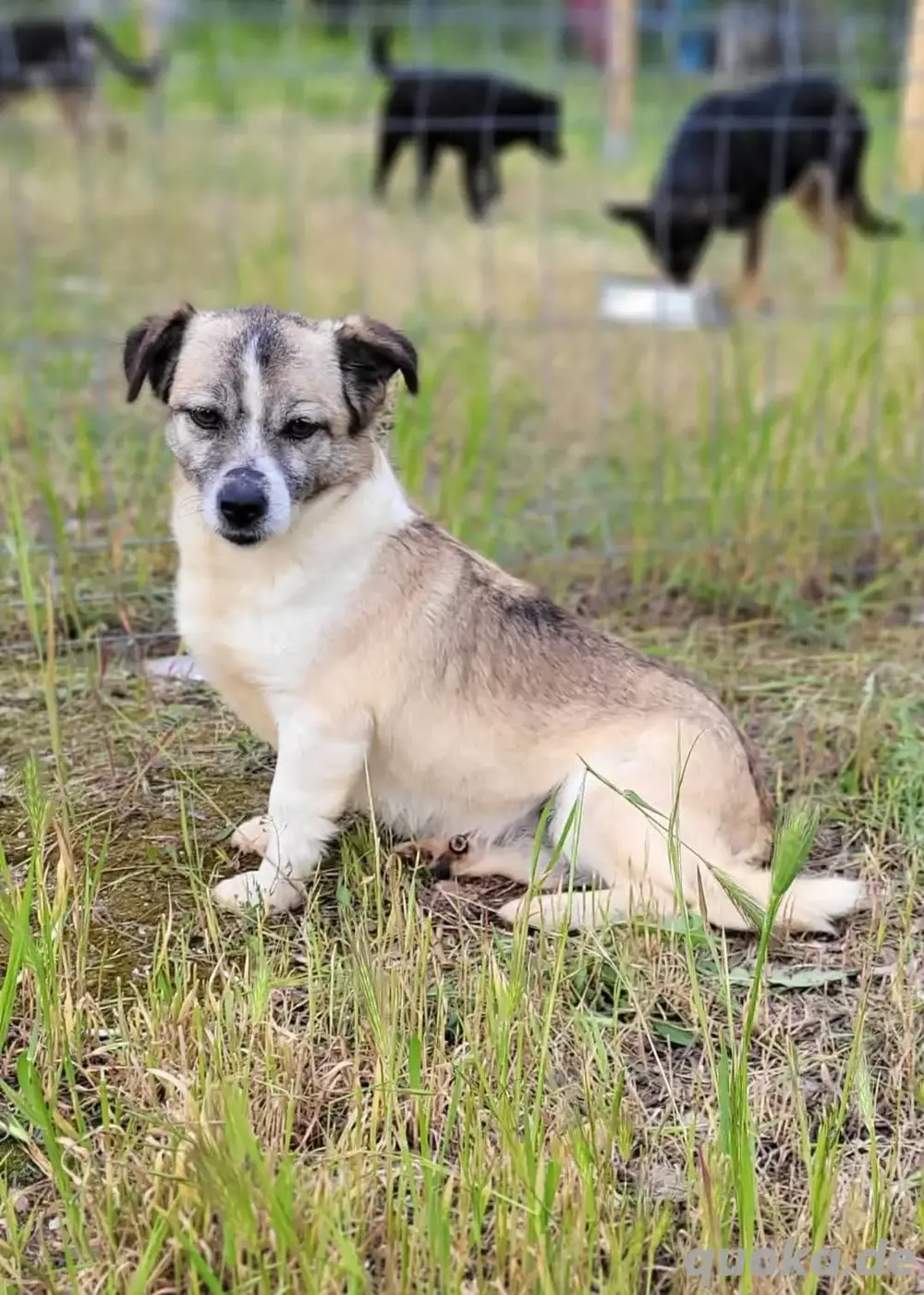 Gnadenplatz für Chica gesucht