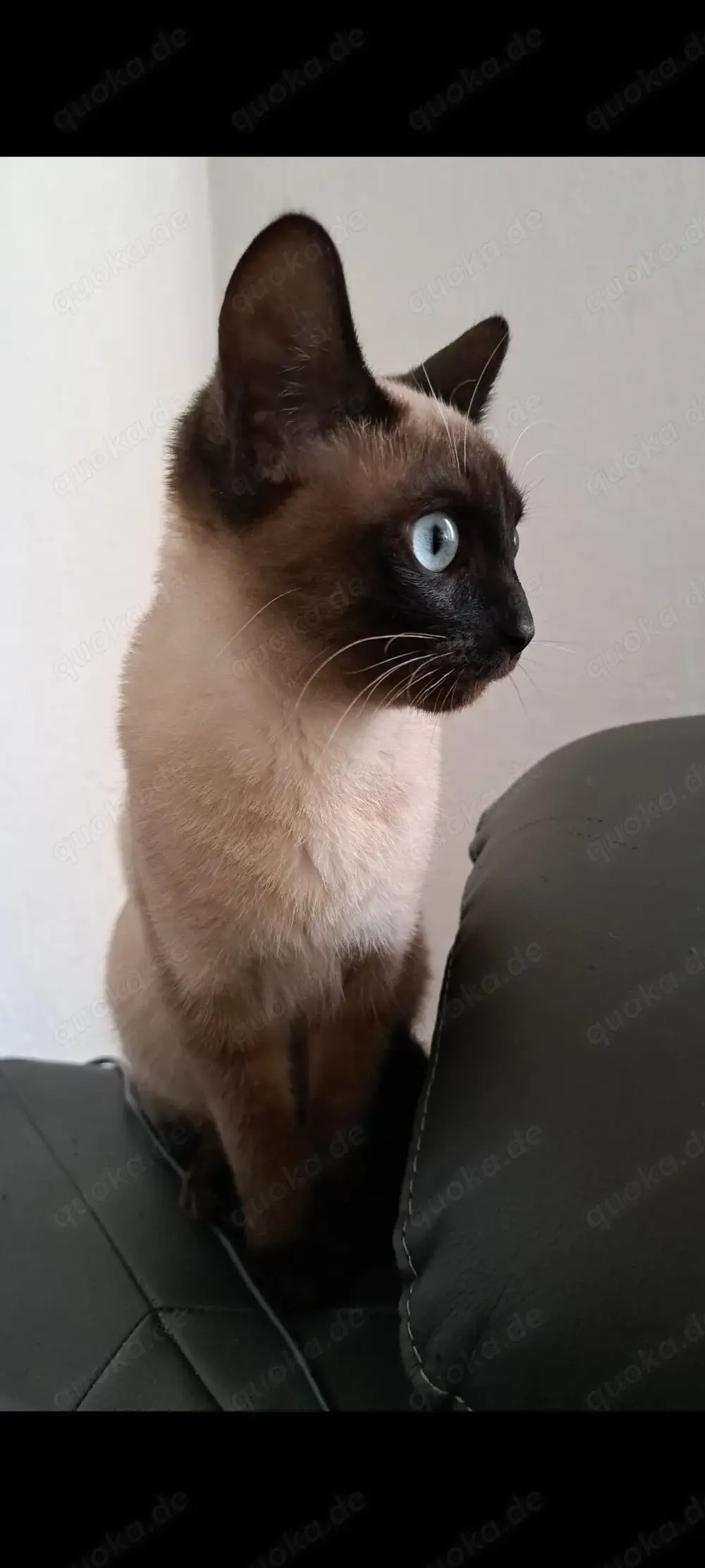 Siam bengal mix katze Siam bengal mix katze