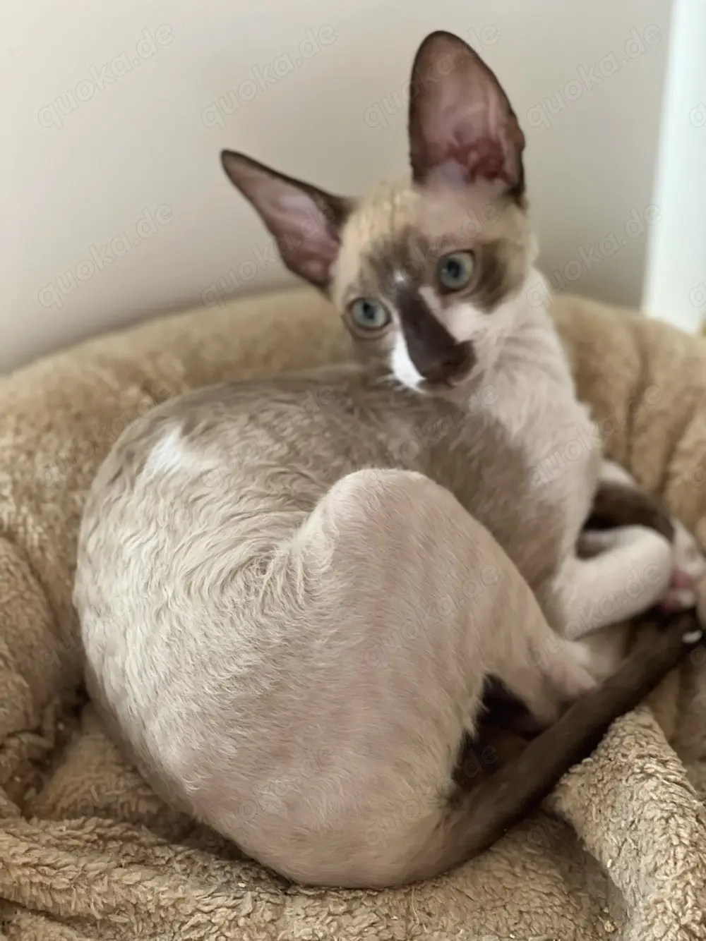 Reinrassige Cornish Rex Kitten von Saxonia Eleganz 