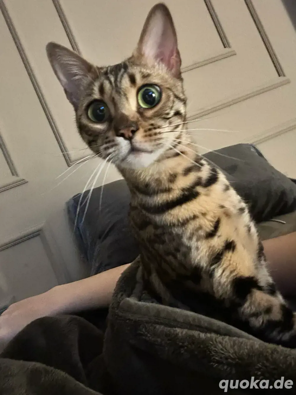 suche meine katze berlin steglitz!!!