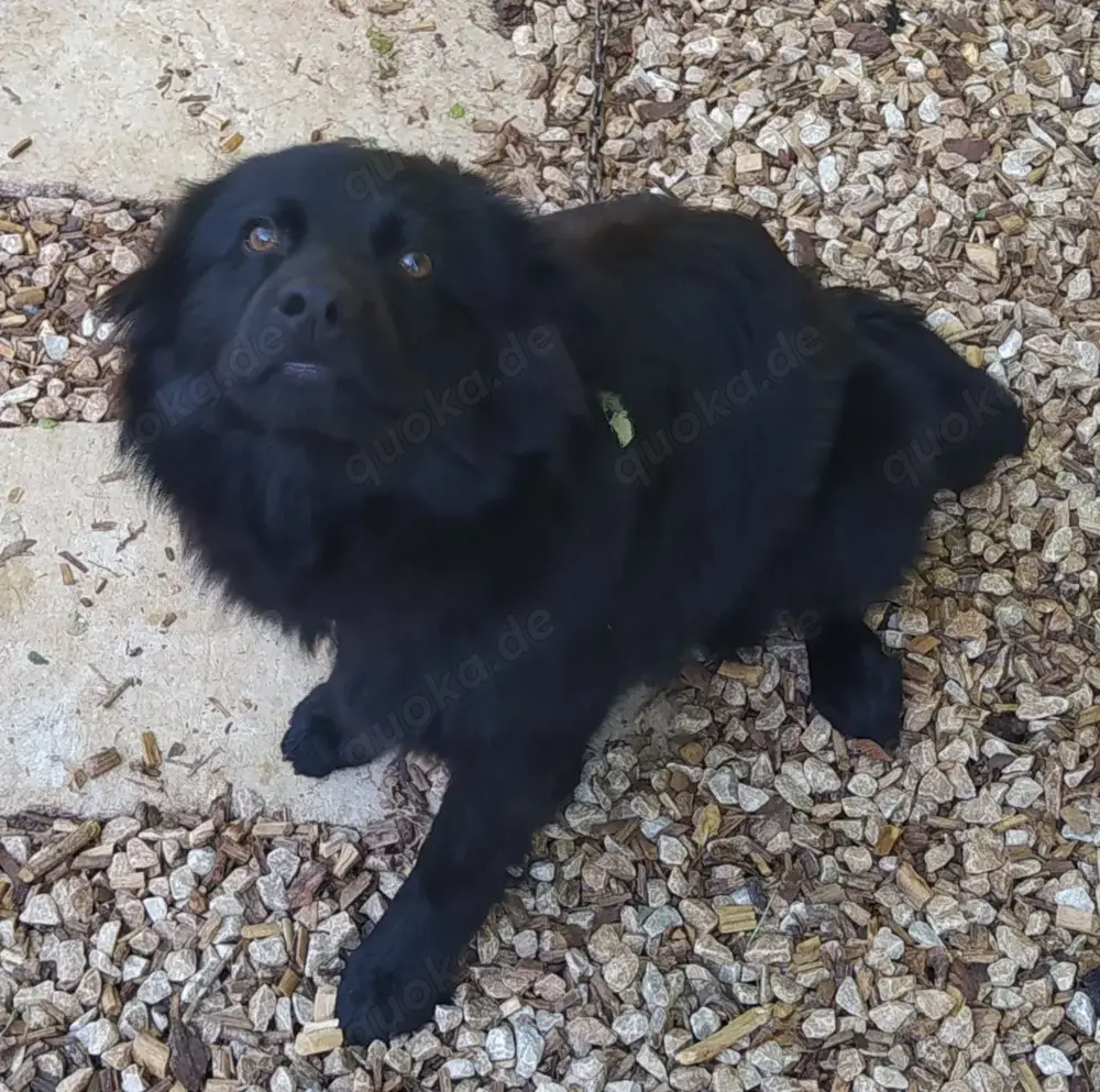 Rüde Welpe Anfängerhund 15kg 40cm 7,5Mon VIDEO