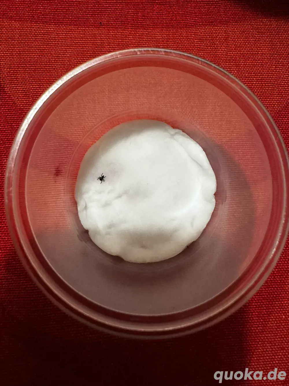 Phidippus regius - Nachzuchten Fh1