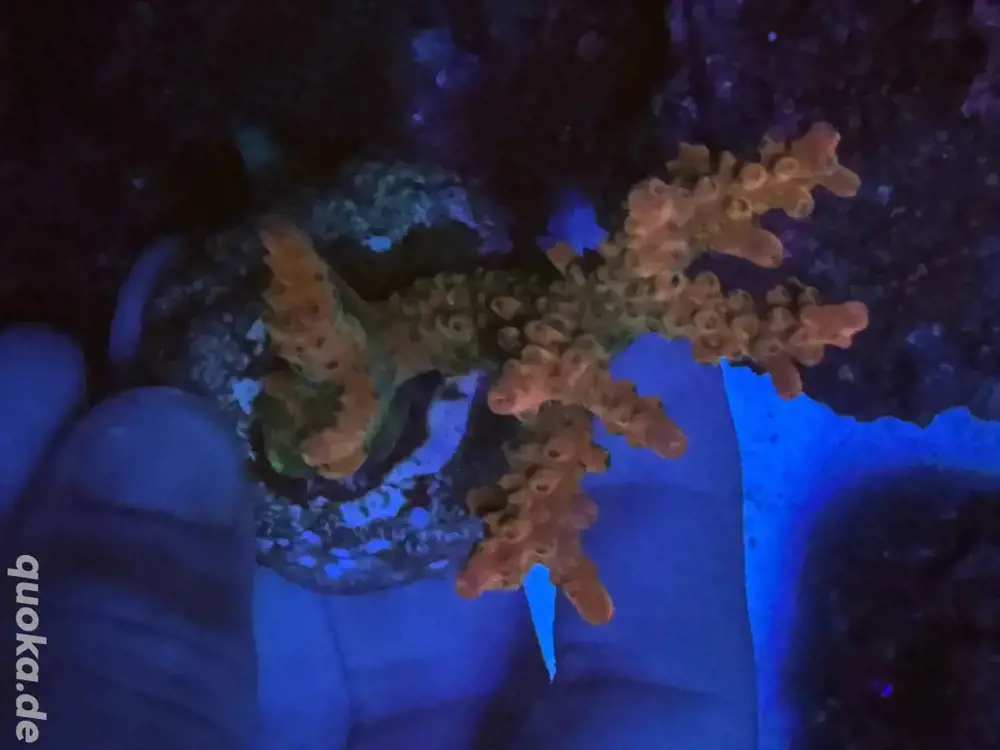 acropora korallen ableger dragon confetti rainbow acropora korallen ableger dragon confetti rainbow