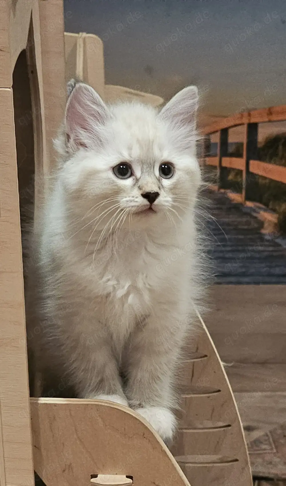 Neva Masquarade &Sibirische Katze mit Stammbaum 