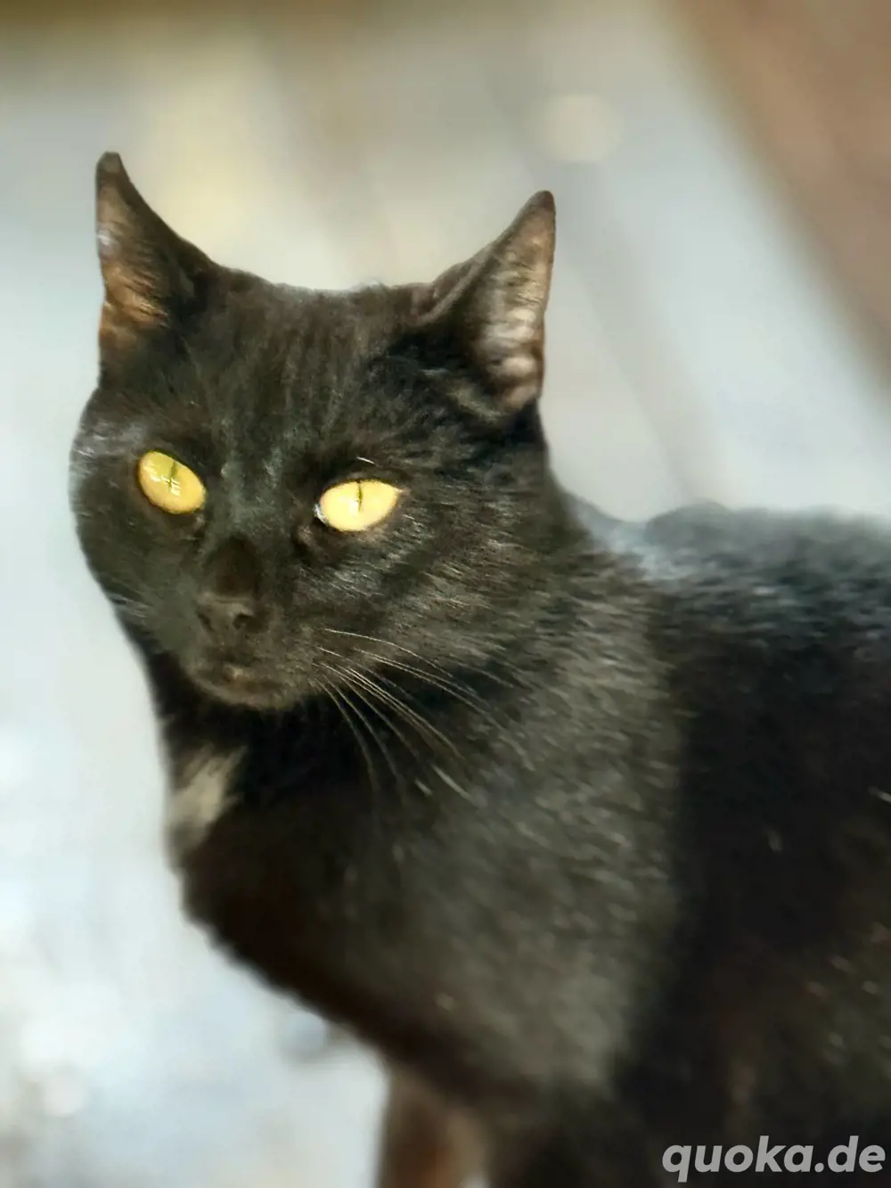 Hauskatze 