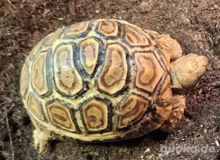 Suche eine kleine Pantherschildkröten Suche eine kleine Pantherschildkröten