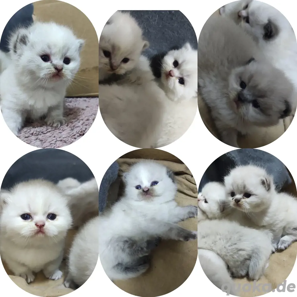 BKH-Ragdoll Kitten mit Zubehör 