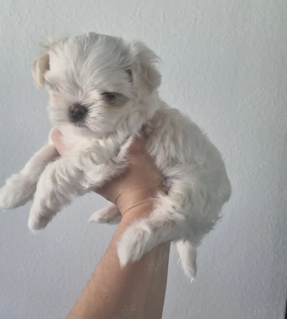 Malteser kleinbleibend Minimalteser koreanischer Abstammung Welpe Rüde Hund reinrassig 