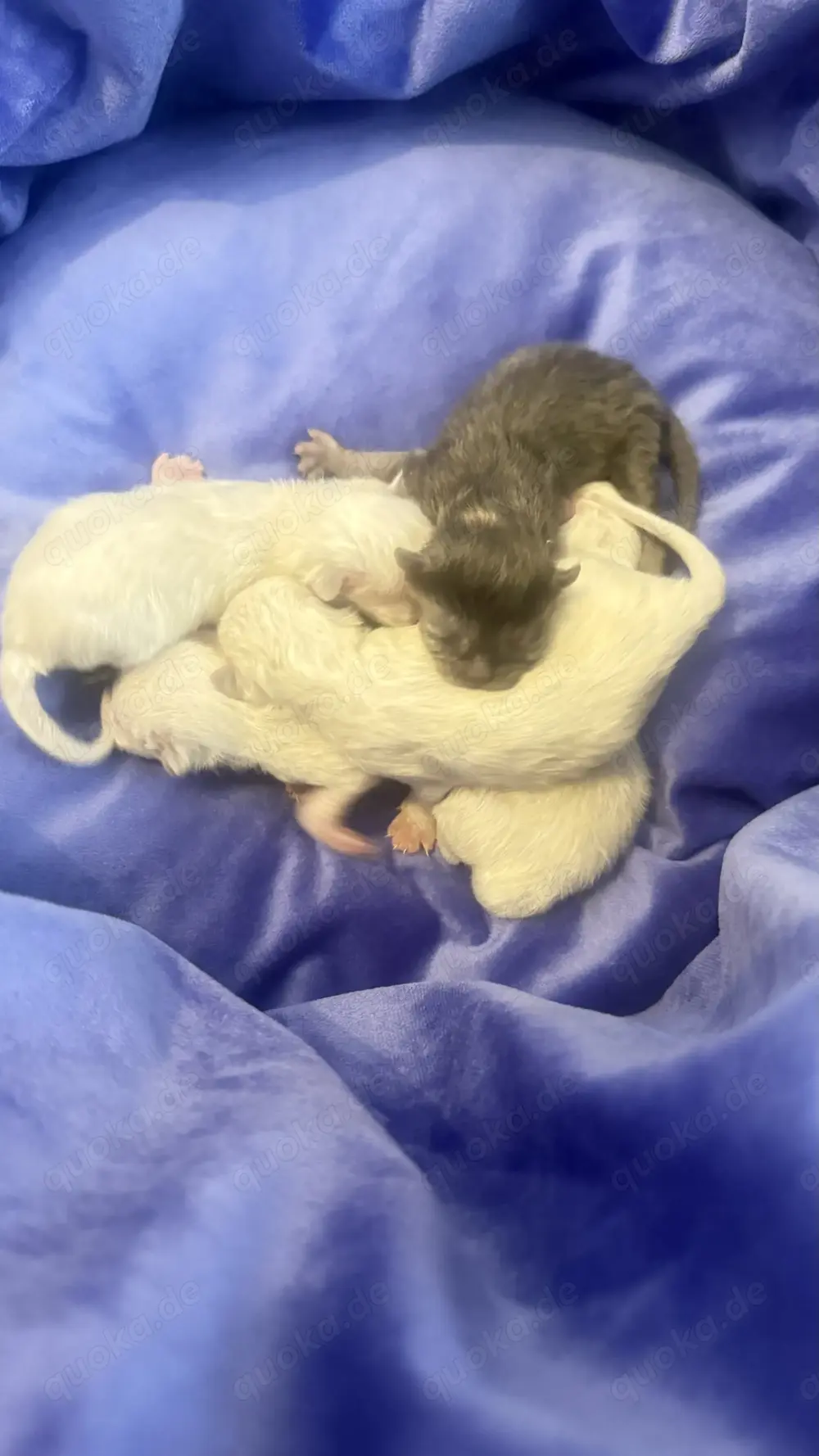 Bkh weiß blaue Augen ! Babys endlich da Bkh weiß blaue Augen ! Babys endlich da
