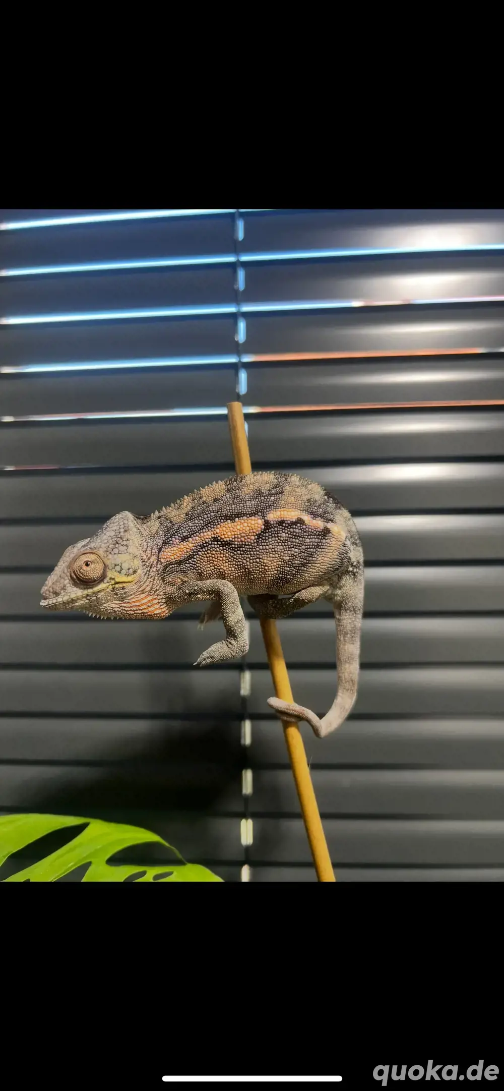 Furcifer pardalis Djangoa 0.1 Furcifer pardalis Djangoa 0.1