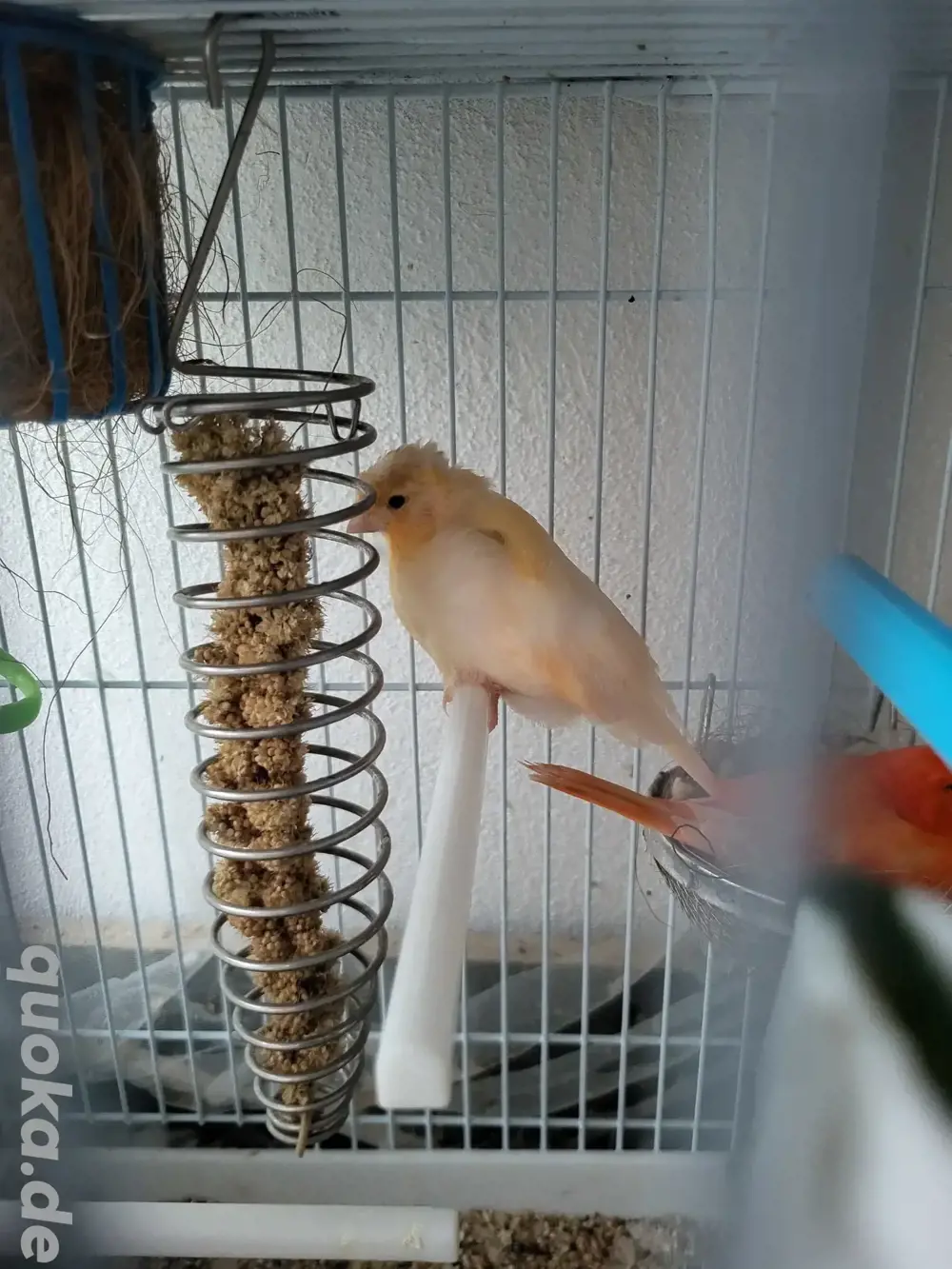 Kanareen vogel Kanareen vogel