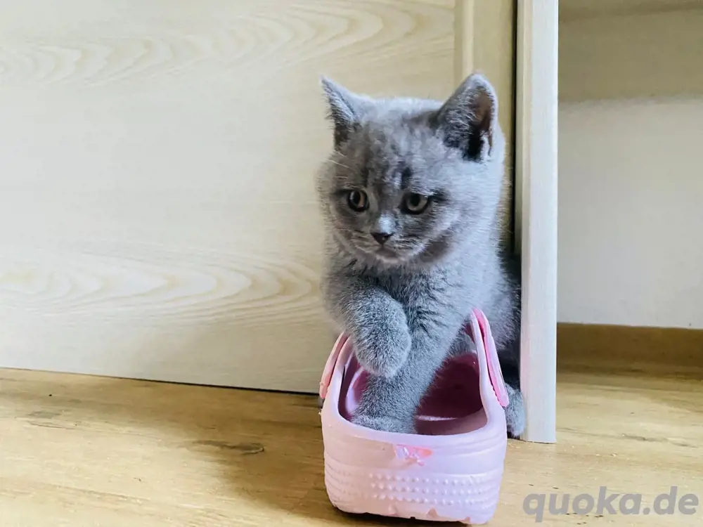 Zauberhafte Britisch Kurzhaar Kater suchen ein liebevolles Zuhause ! Zauberhafte Britisch Kurzhaar Kater suchen ein liebevolles Zuhause !