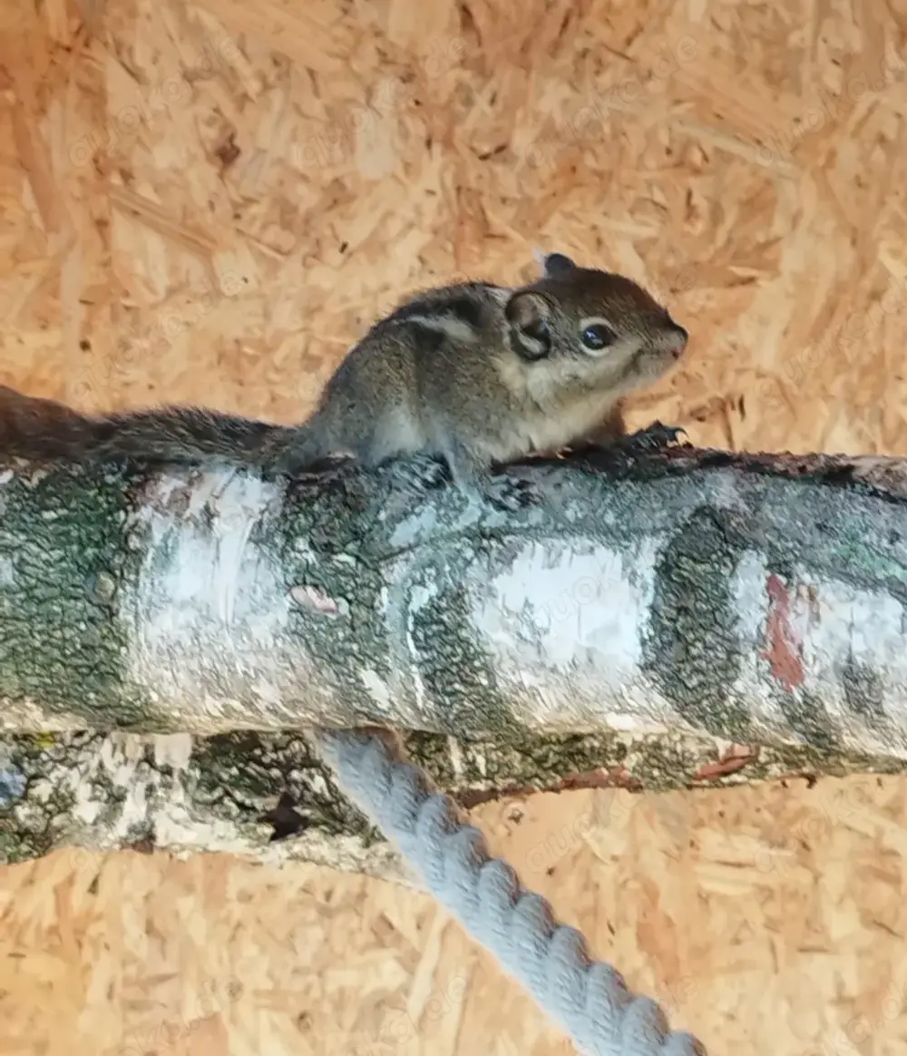 Chinesische Baumstreifenhörnchen 