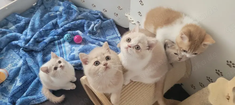 BKH Kitten (Creme; Creme-Weiß; ;) BKH Kitten (Creme; Creme-Weiß; ;)