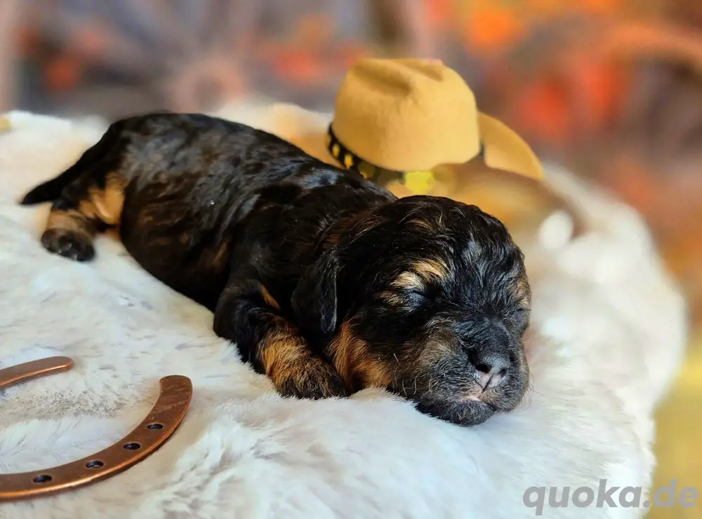 Maltipoo Hündin