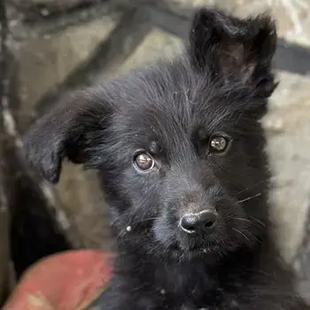 Buffy, geb. ca. 02 2025, lebt in GRIECHENLAND, auf einer privaten Pflegestelle