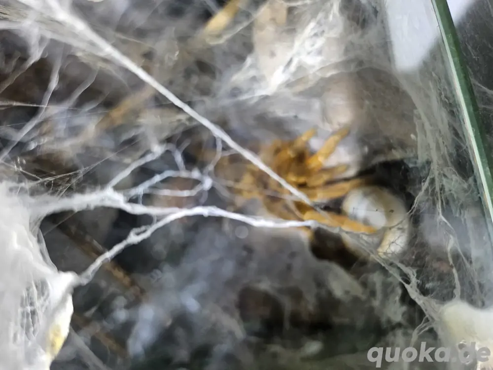 0.1 Pterinochilus murinus rcf 0.1 Pterinochilus murinus rcf