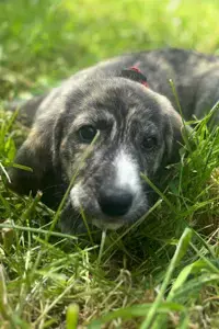 Mandy sucht ein Zuhause