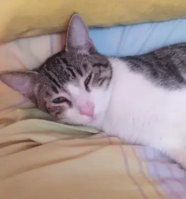 Zurückhaltender Saw in Heusweiler (ALM)