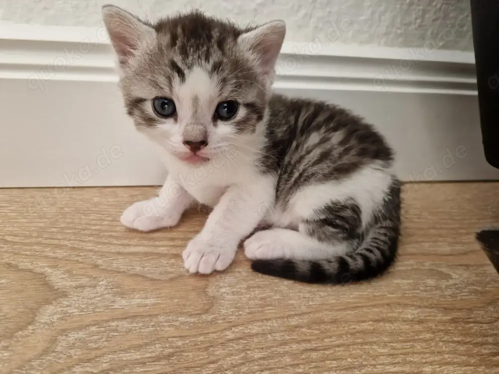 Katzen babys abzugeben 