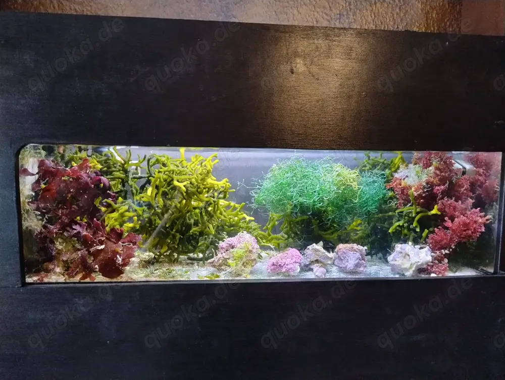 Verschiedene Meerwasser Algen Verschiedene Meerwasser Algen