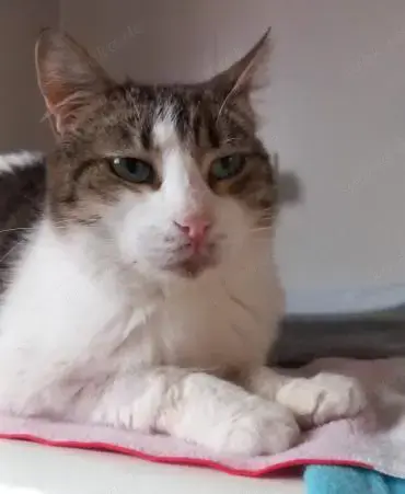 sensible Cindy liebt Menschen (ALM)