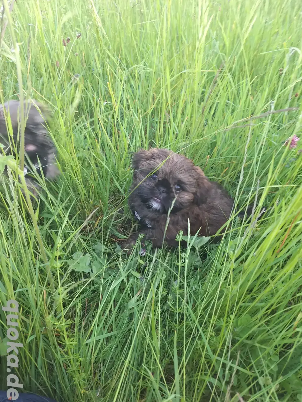 Shih Tzu Welpe Shih Tzu Welpe