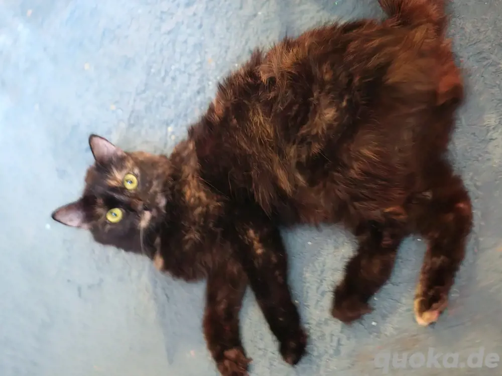 Mainecoon Schildpatt Katze 