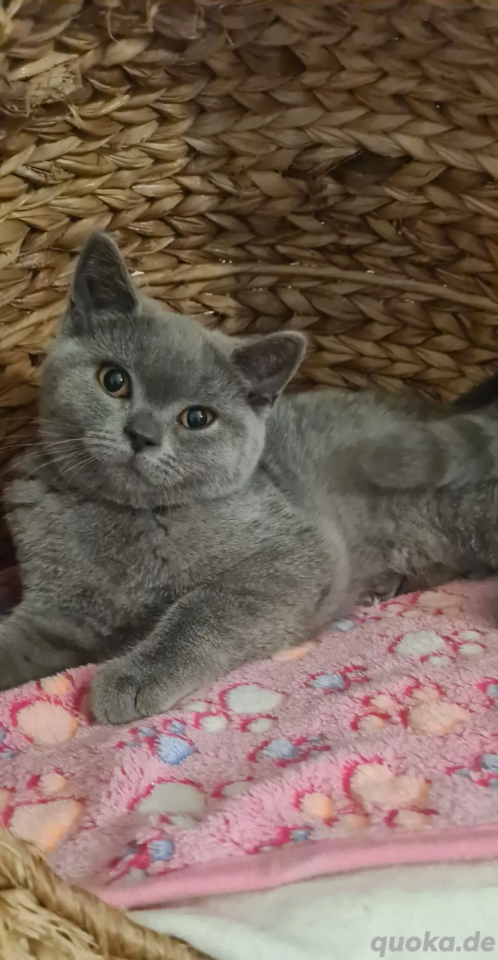 Bkh Britisch Kurzhaar Kitten blue