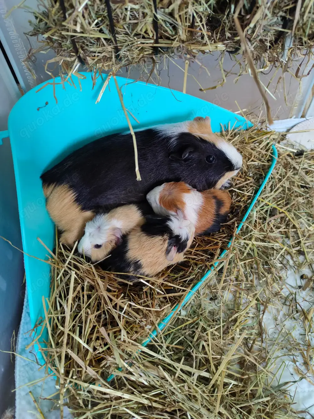 Die knuffigsten Meerschweinchen der Welt 