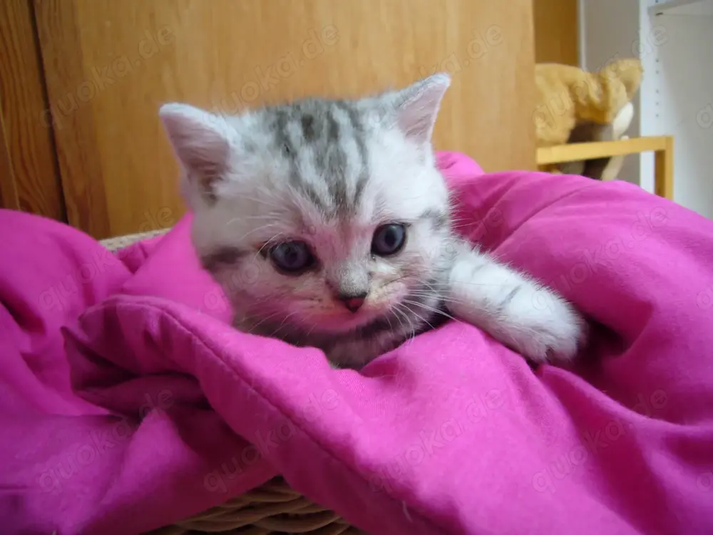 BKH Silber Tabby Kätzchen BKH Silber Tabby Kätzchen