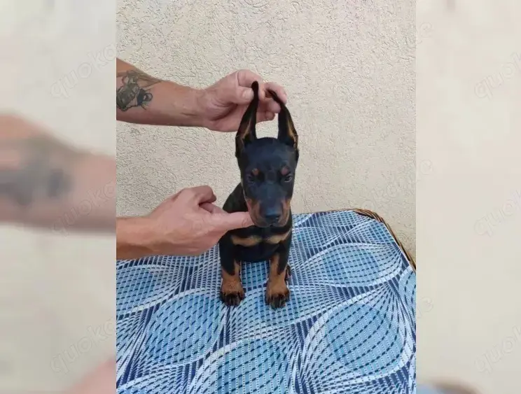 Susse reinrassige Dobermann Welpen!!