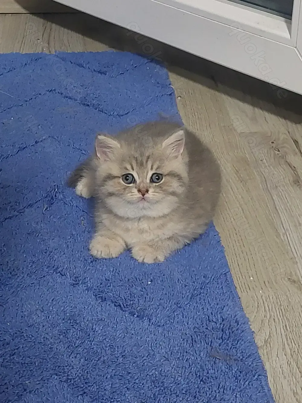 Wunderschöne BKH Kitten Wunderschöne BKH Kitten