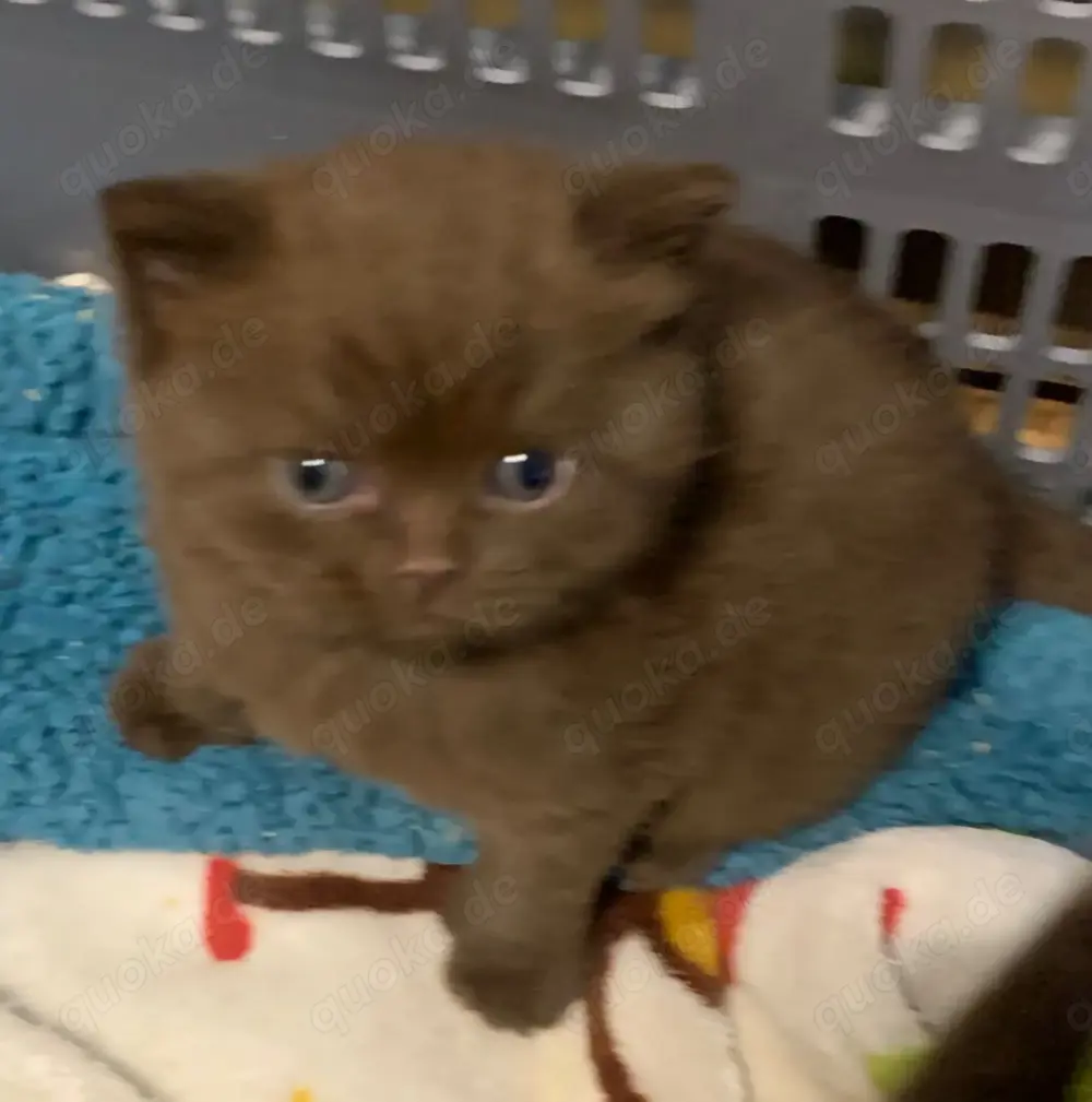 BKH kitten eine mädchen noch frei